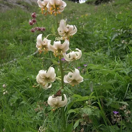 דירה Plattnerhof קאונרטל